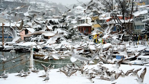 İstanbul’un Biyoçeşitliliği: Doğal Sesler