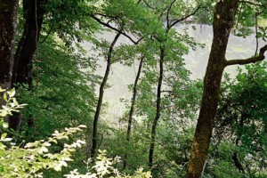 Belgrad Ormanı, sadece tarihi ve mimari eserlere değil, zengin bir doğal çeşitliliğe kucak açıyor. Orman yaklaşık 400 bitki, 169 kuş, 56 kelebek ve yüzlerce mantar türü ile birçok memeli hayvan, sürüngen ve amfibiye ev sahipliği yapıyor. Kayın, gürgen, kestane, kızılağaç, titrekkavak, ıhlamur, akçaağaç, karaağaç, karaçam, sarıçam, fıstıkçamı, sahil çamı, dişbudak, ladin, sedir ve meşe ağaç türlerinden sadece bazıları. Kirazlıbent Göleti çevresini sapsız meşe ağaçları kuşatıyor.   