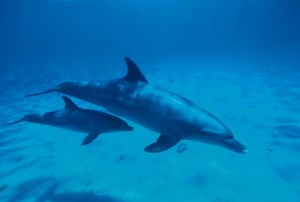 Birçok insanın hayatını hayvanlar kurtardı. En duyarlı canlılardan yunuslar insanları köpekbalıklarından koruyor, yolunu kaybetmiş balinalara yol gösteriyor.
