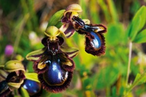 Ayna orkidesi (Ophrys speculum) Marmara ve Ege kıyılarında, mart ve nisan aylarında sıkça rastlanan bir tür. Tarım alanlarının artması ile yaşam alanları gittikçe azalıyor.