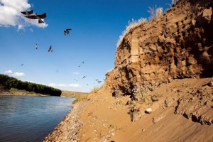 Kum Apartmanlar  Kum kırlangıçları (Riparia riparia) ilkbaharda büyük koloniler halinde Dicle Nehri’nin kenarında, kum duvarlarındaki yuvalara yerleşiyor. Yaklaşık altı ay burada konaklayan kum kırlangıçları iki kez ürüyor. Avrasya ve Amerika’da yaşayan 12 santimetre uzunluğundaki kum kırlangıcı, ev kırlangıcına benziyorsa da üst bölümleri siyah değil, çok koyu boz kahverengi oluşuyla ayrılır. İnsan yerleşimlerinden uzak duran bu sevimli kuşları, ilkbahardan itibaren yaz boyunca Türkiye’nin her yerinde; açık arazide, özellikle su yakınlarında görebilirsiniz.