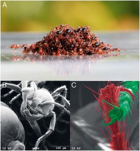 A: Küçük bir salın altında kısmen ıslanmış, üstünde kuru karıncalar bulunuyor. B ve C: Taramalı elektron mikroskopu, karıncaların birbirlerine çeneleri ve bacaklarıyla nasıl tutunduğunu gösteriyor. Fotoğraf: Nathan Mlota Craig Toveyb, David Hu-Pnas 