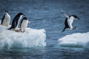 Kutup ayıları penguenlerin tadını bilmezler. Çünkü doğal yaşamda ikisi neredeyse hiçbir zaman bir arada bulunmaz. Penguenler yalnızca Antarktika’da yaşar.